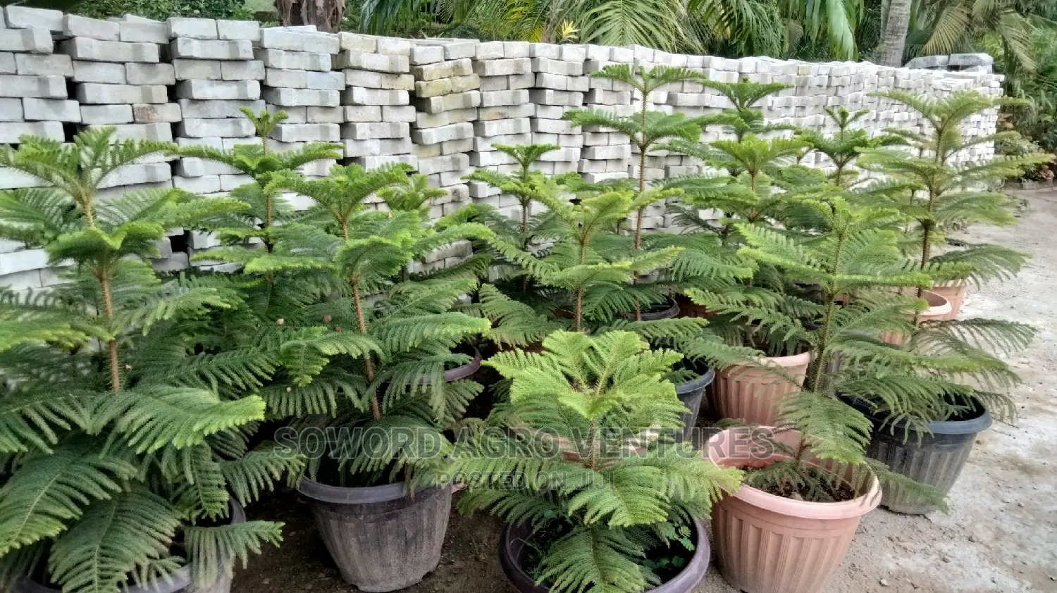 Araucaria Plant