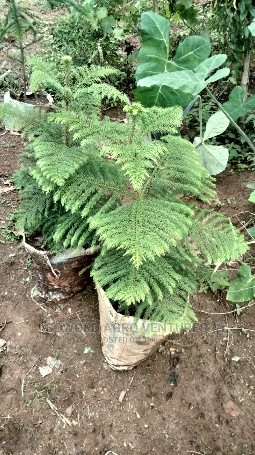 Araucaria Plant