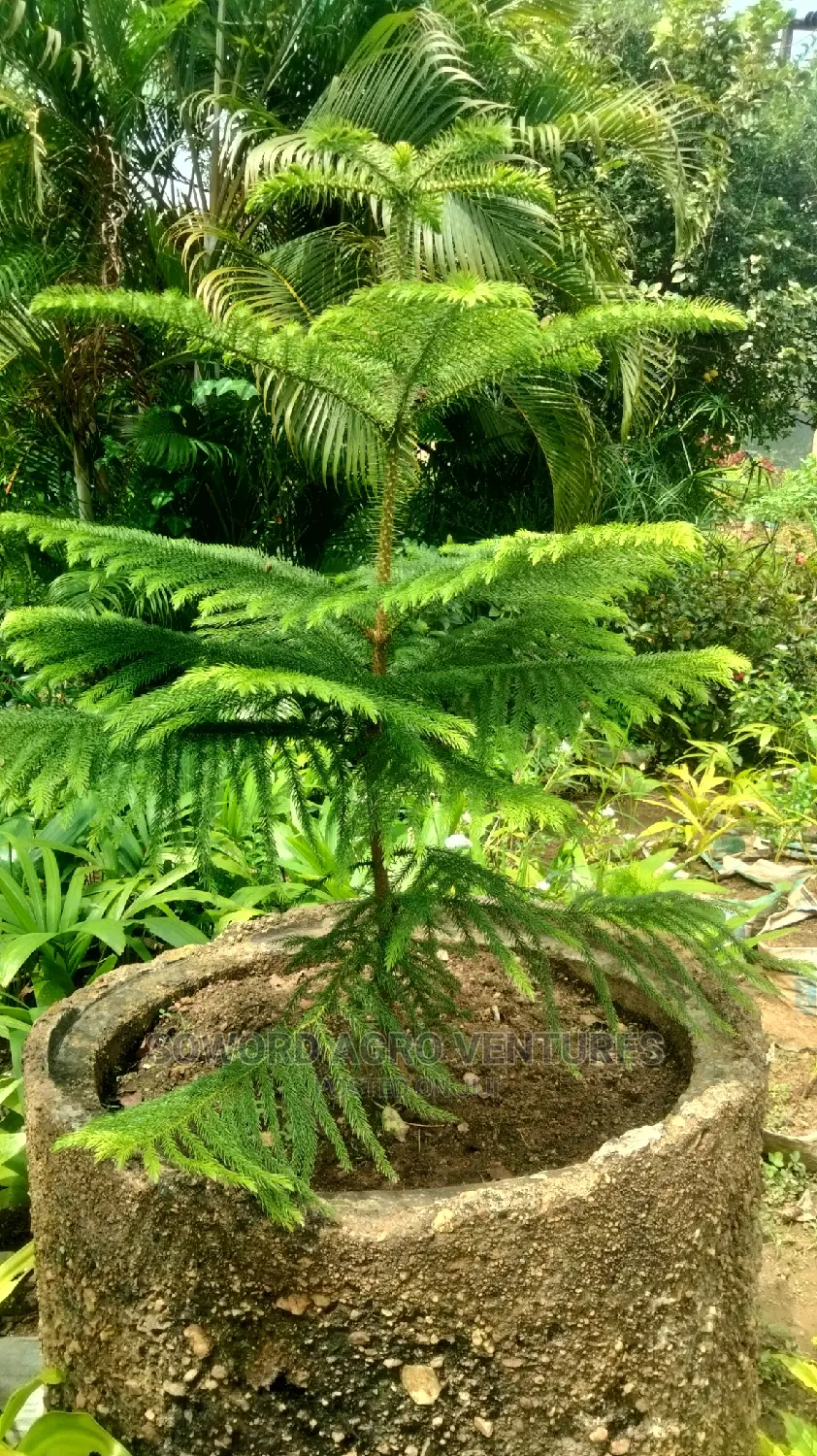 Araucaria Plant