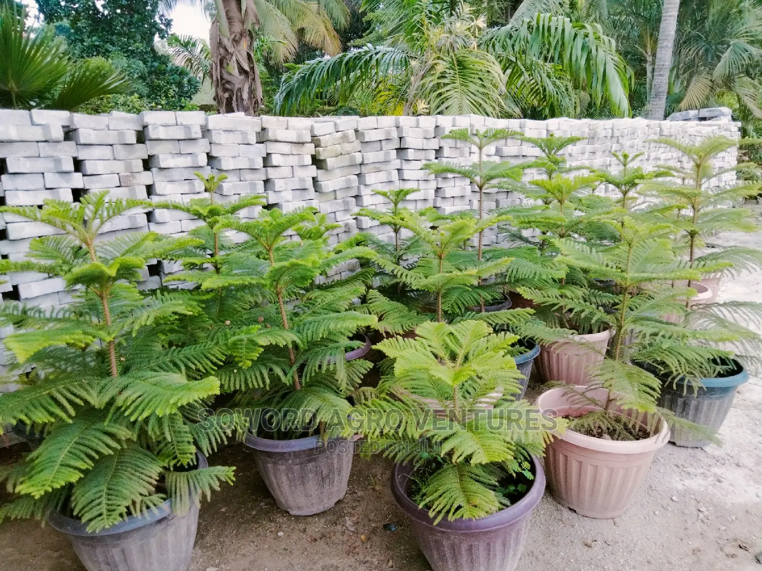 Araucaria Plant