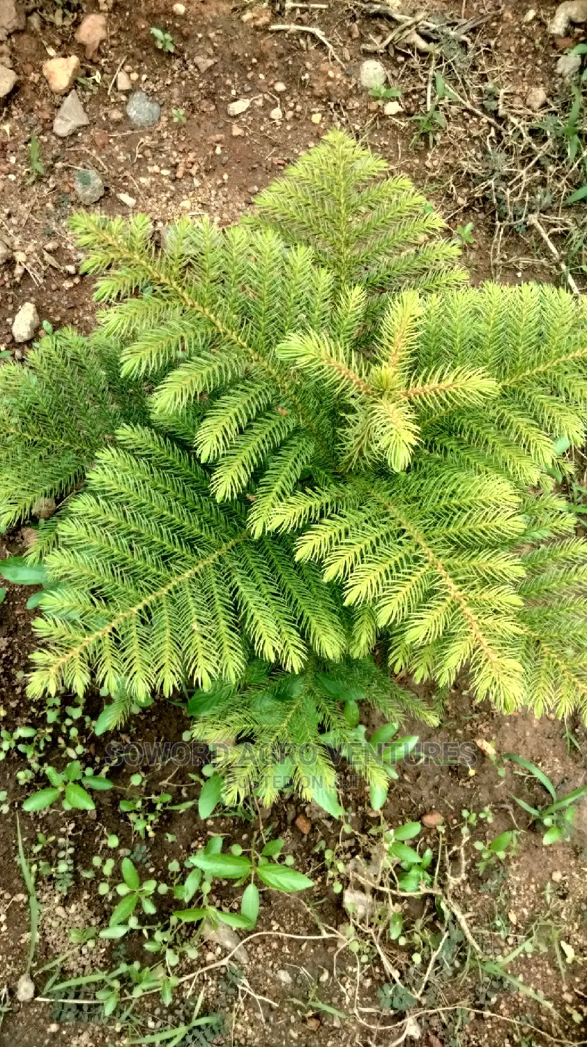 Araucaria Plant