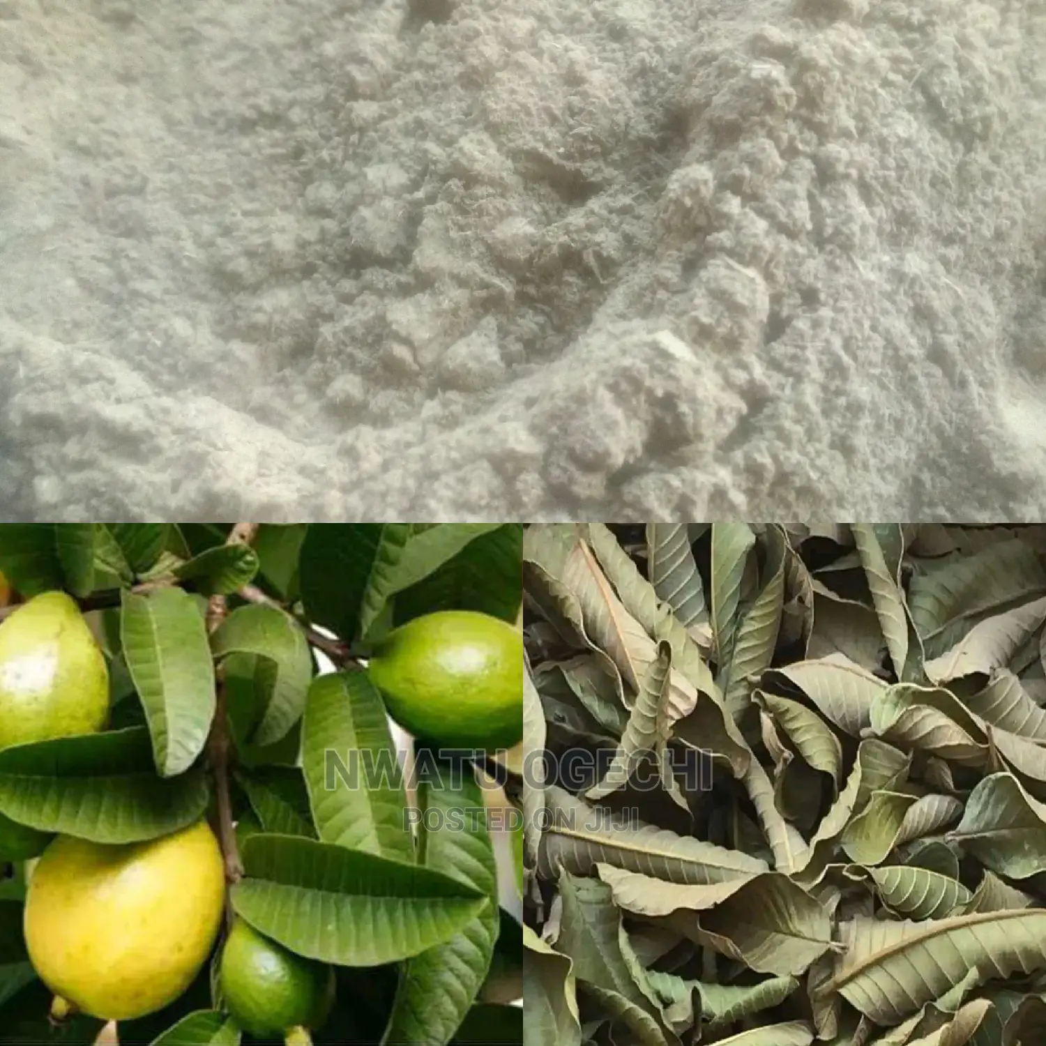 Gauva Leaf Powder