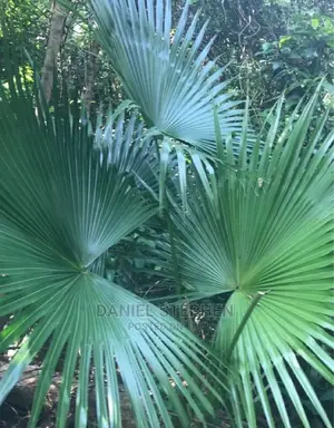 Chinese Farm Palm