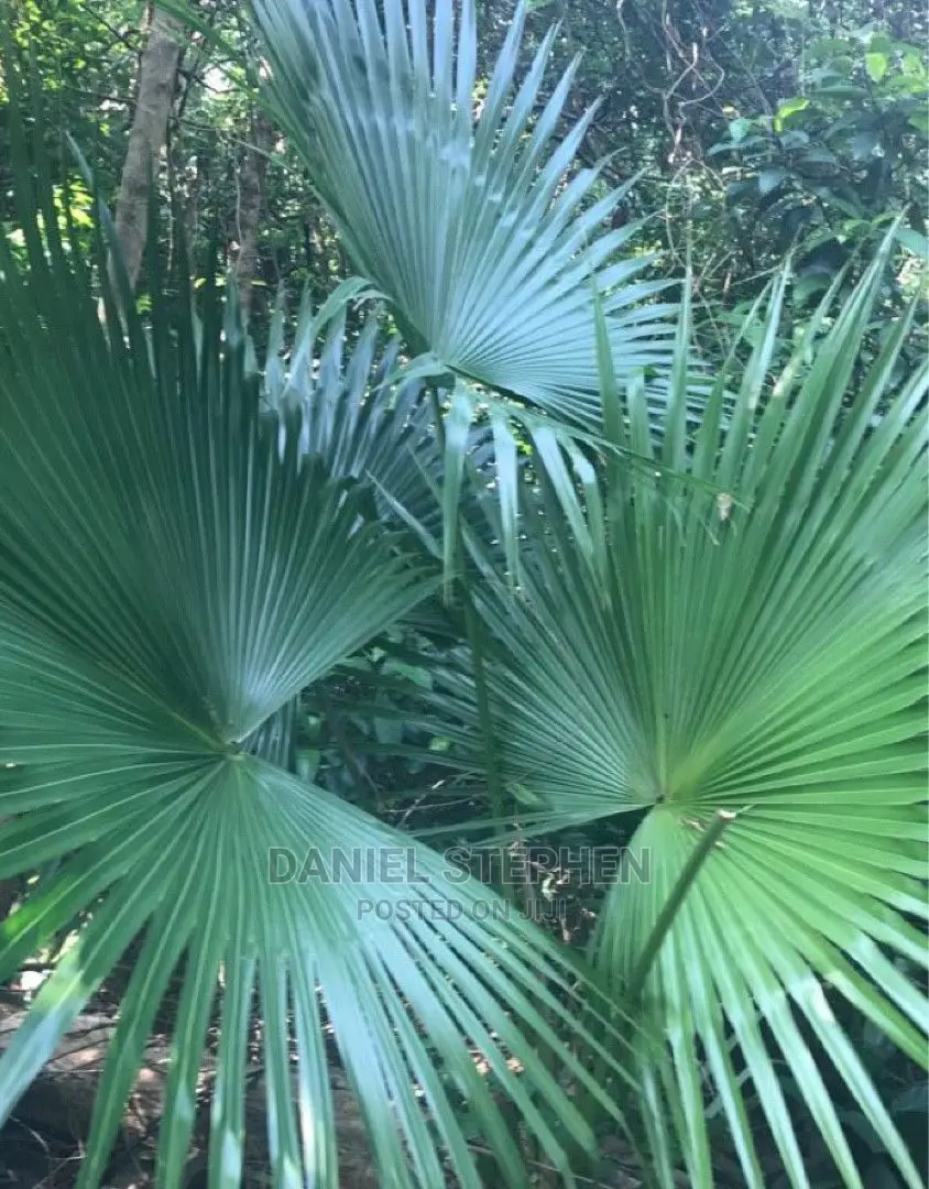 Chinese Farm Palm