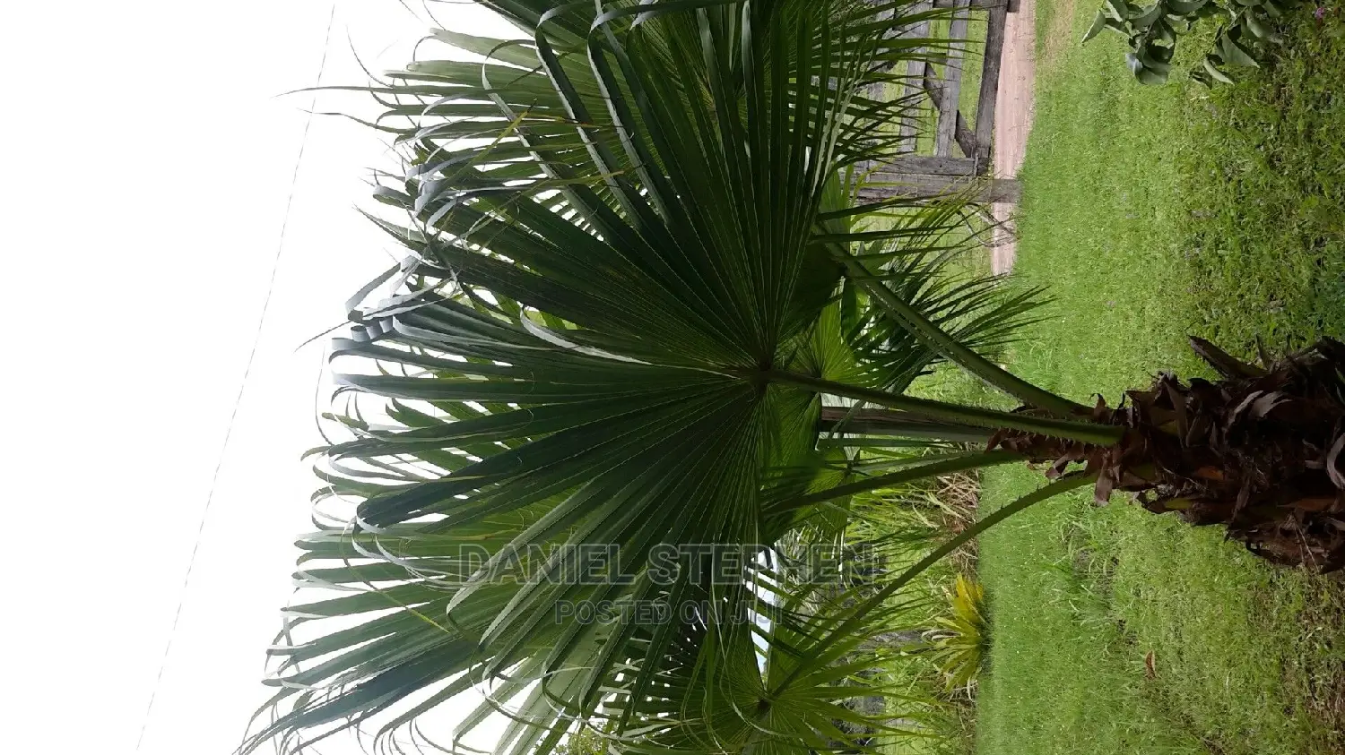 Chinese Farm Palm