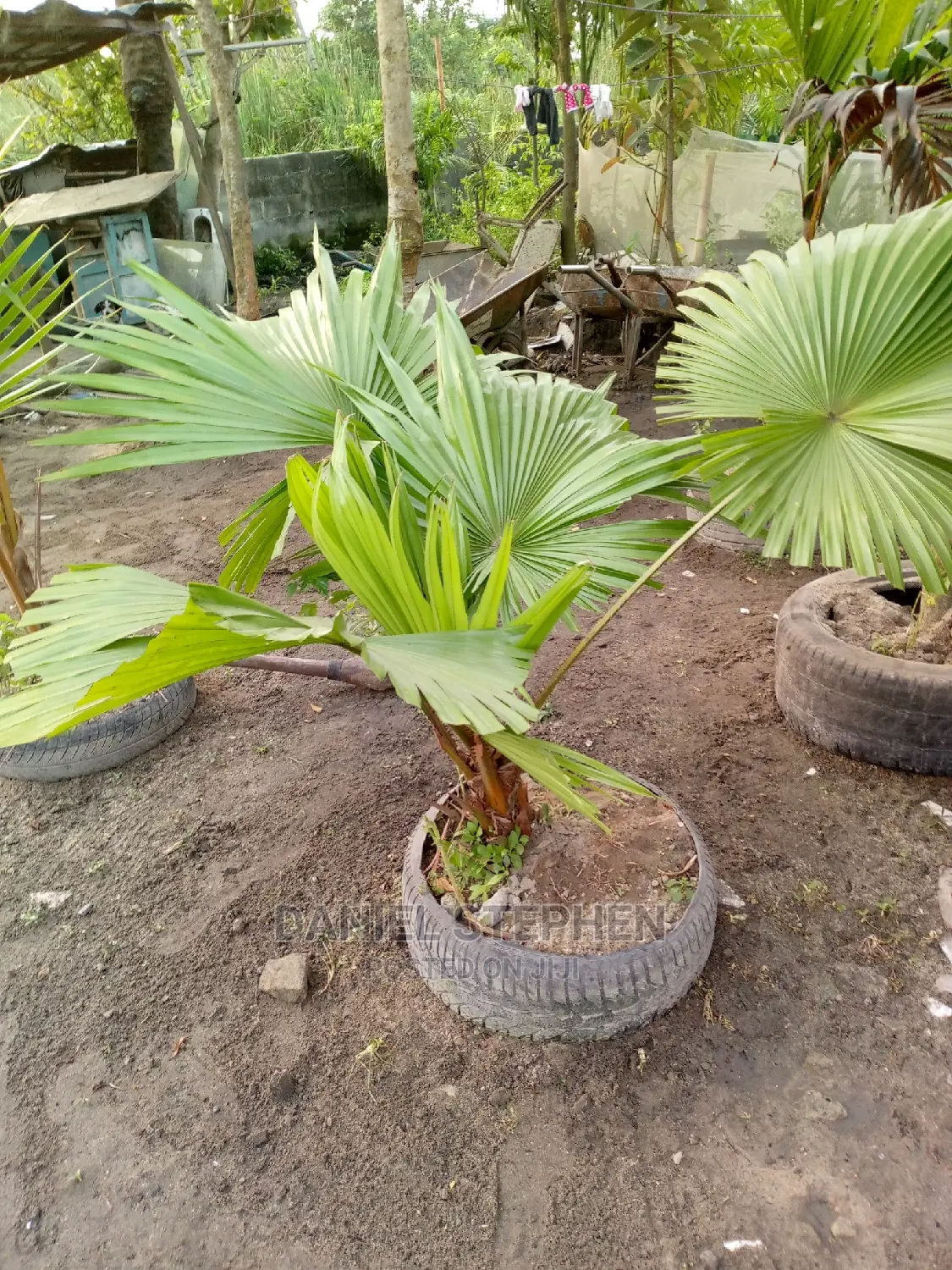 Chinese Farm Palm