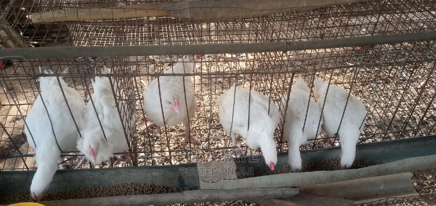 Grown, Very Big and Heavy Broilers for Sale