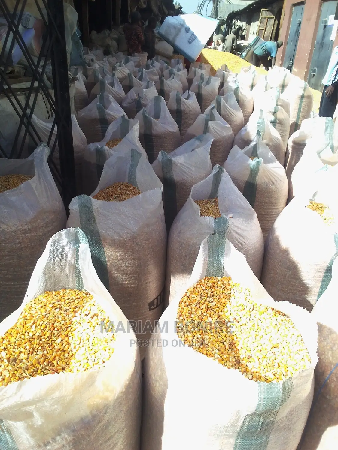 Dry Maize Grains