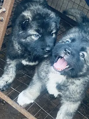 1-3 months Female Purebred Caucasian Shepherd