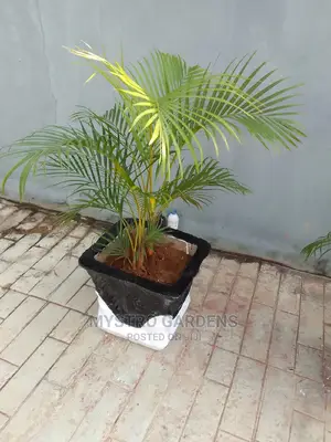 Outdoor Plant Attached in Concrete Vase