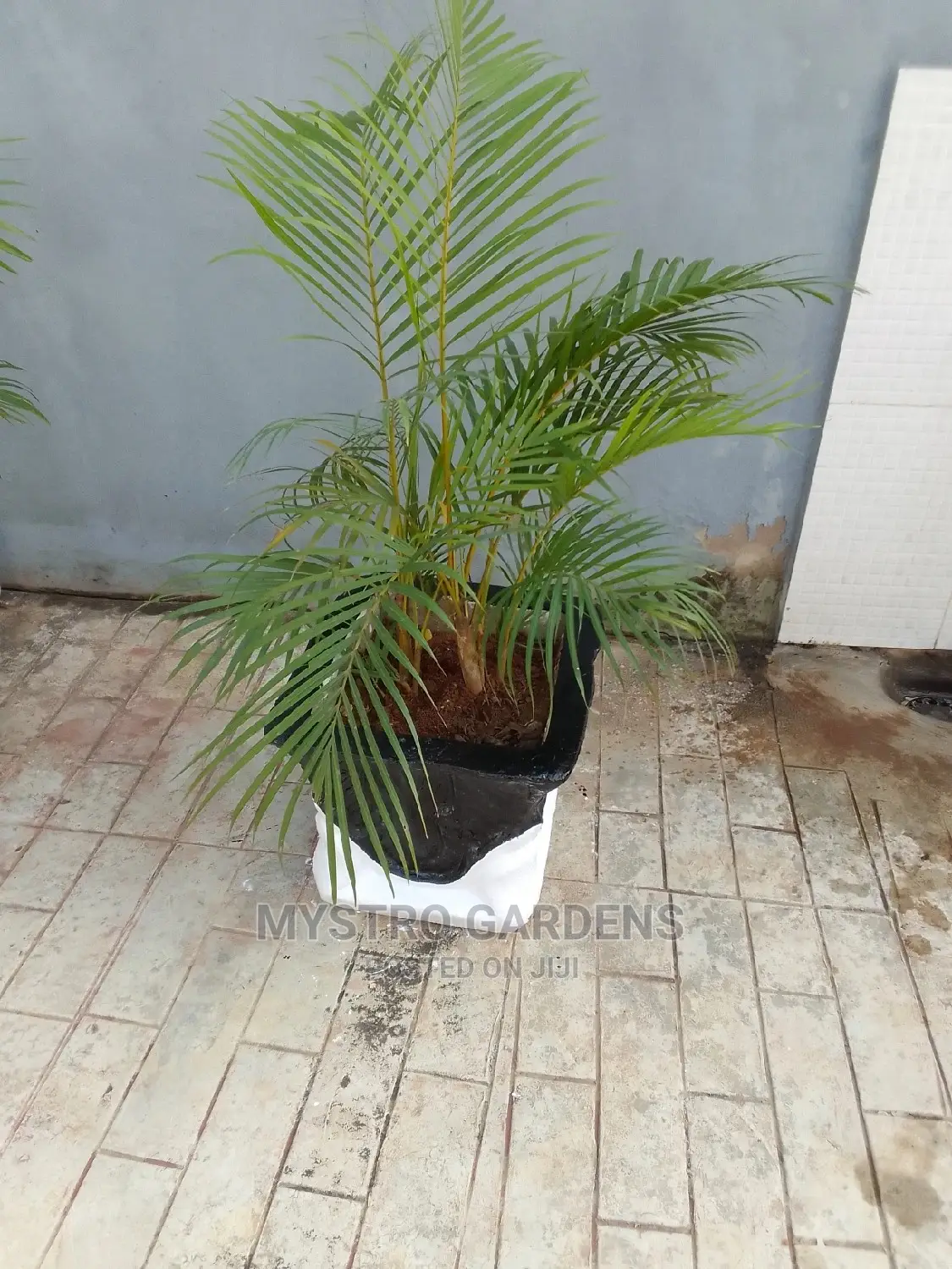 Outdoor Plant Attached in Concrete Vase