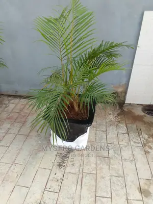 Outdoor Plant Attached in Concrete Vase