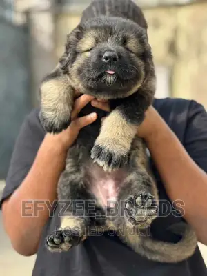 1-3 months Female Purebred Caucasian Shepherd