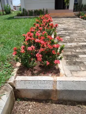 Fully Bloomed Ixora Flowers