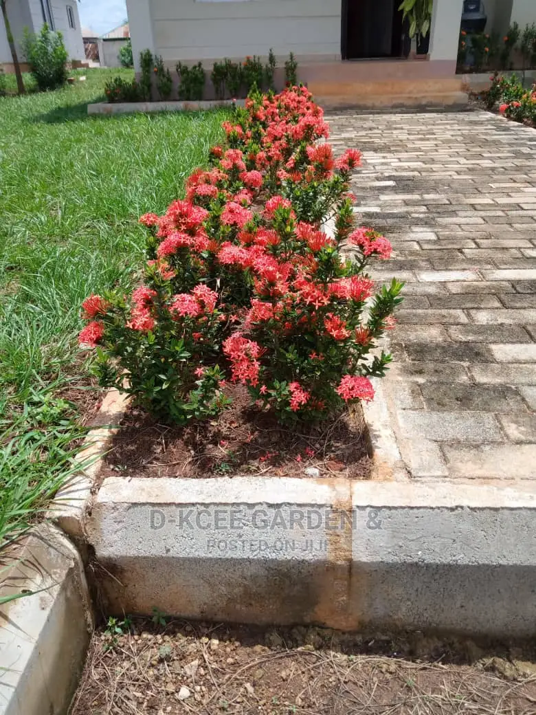 Fully Bloomed Ixora Flowers