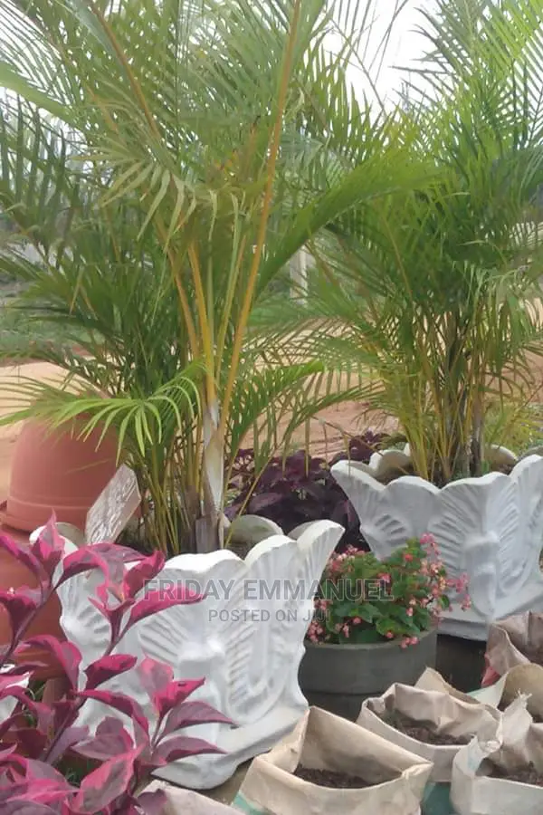 Flower Pots