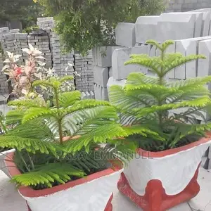 Flower Pots