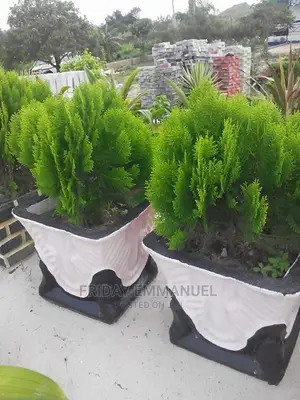 Flower Pots