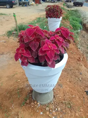 Flower Pots