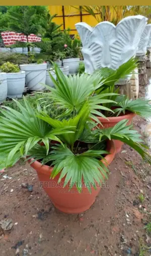Flower Pots