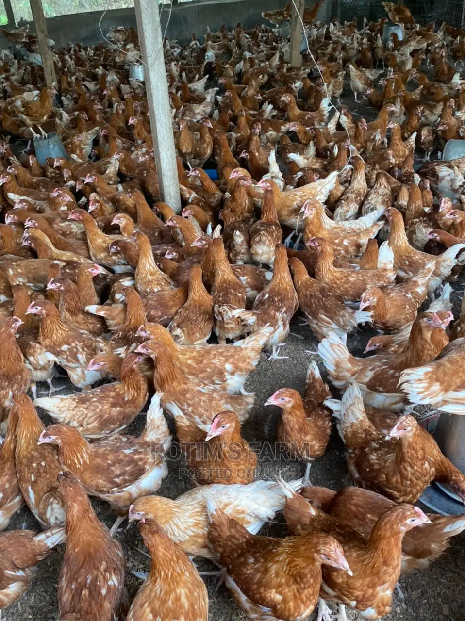 Standard 12 Weeks Pullet