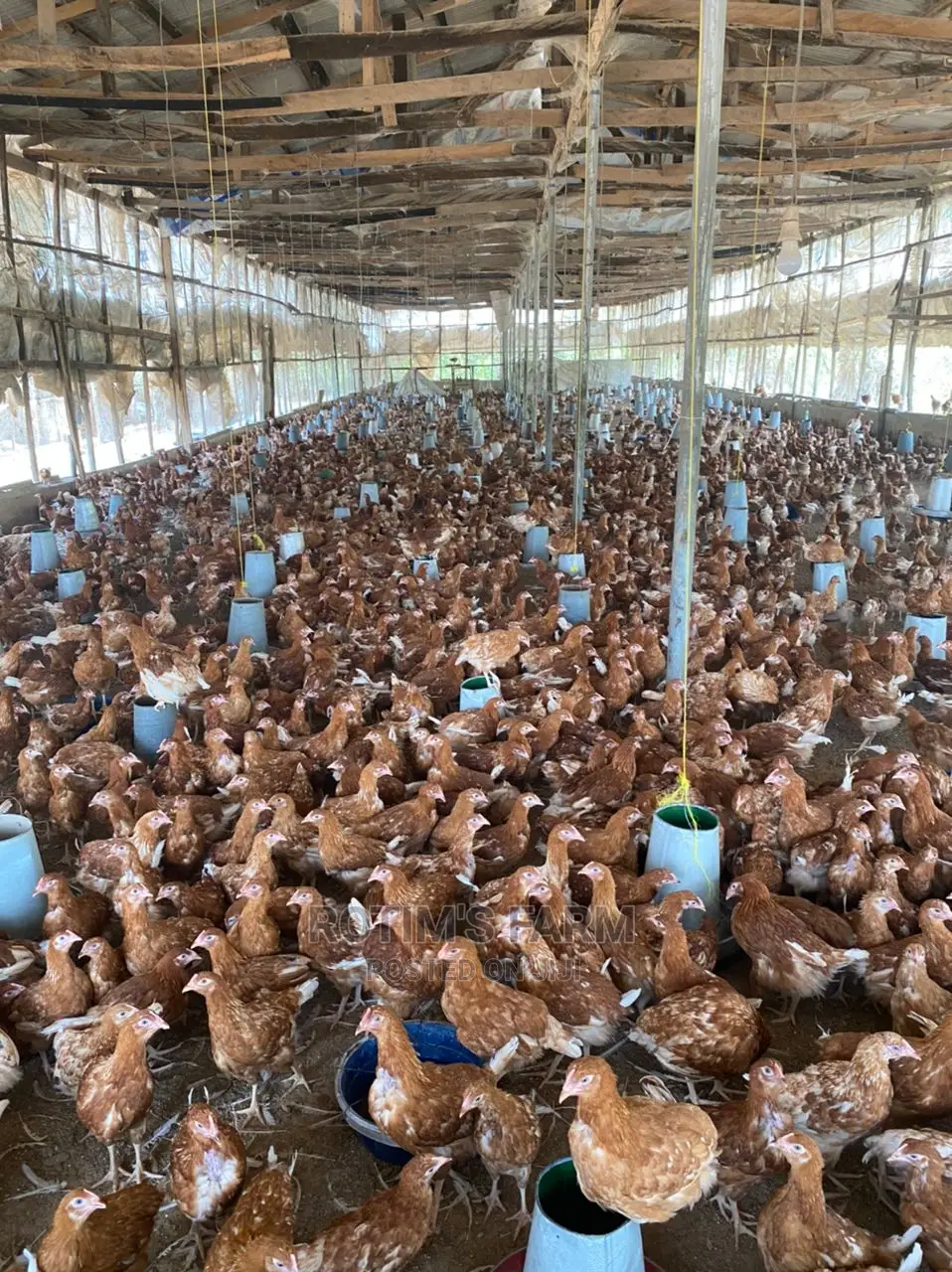 Standard 12 Weeks Pullet