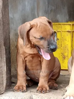 1-3 months Male Purebred Boerboel
