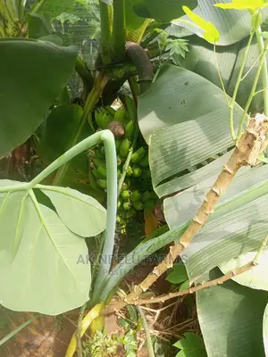 **Cocoyam Suckers.