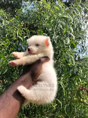 1-3 months Female Purebred American Eskimo