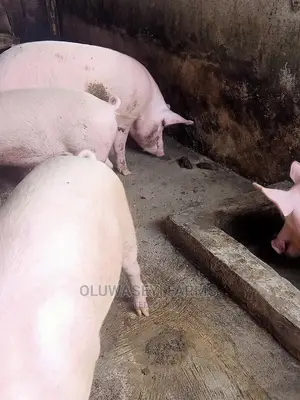 Hybrid Pigs
