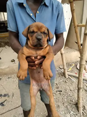 1-3 months Female Purebred Boerboel