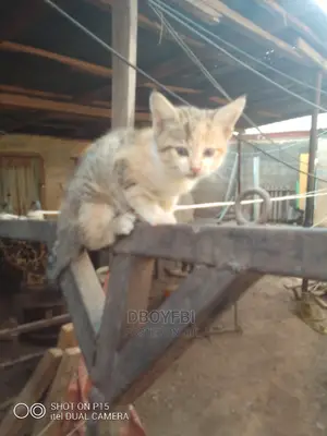 1-3 months Female Purebred Turkish Van