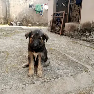 1-3 months Male Purebred German Shepherd
