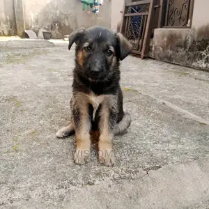 1-3 months Female Purebred German Shepherd