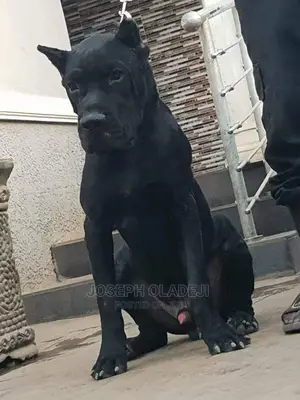 6-12 months Male Purebred Cane Corso