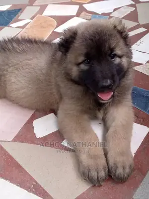 1-3 months Female Purebred Caucasian Shepherd