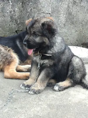 1-3 months Male Purebred Caucasian Shepherd