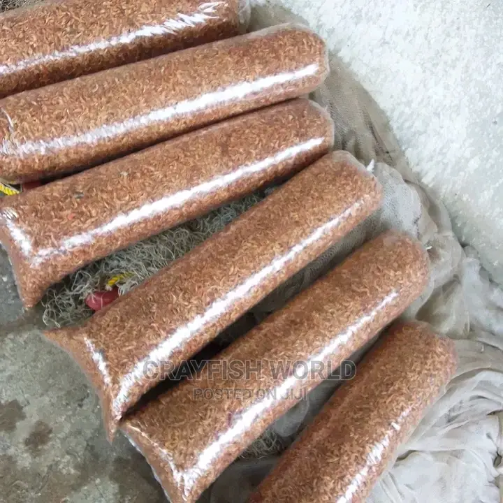Seafood From Harvard