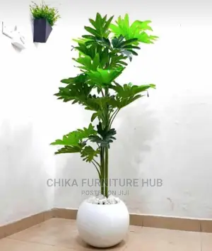Indoors Flowers