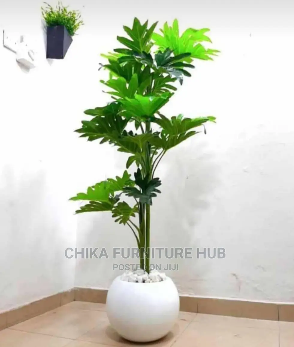 Indoors Flowers