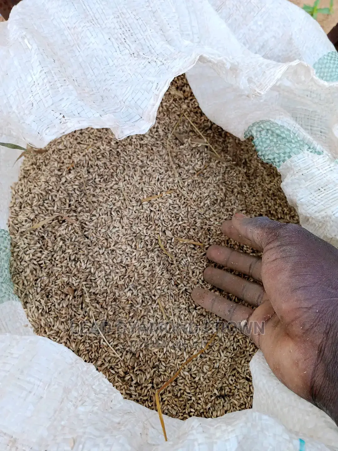 Brachiaria Grass Seeds