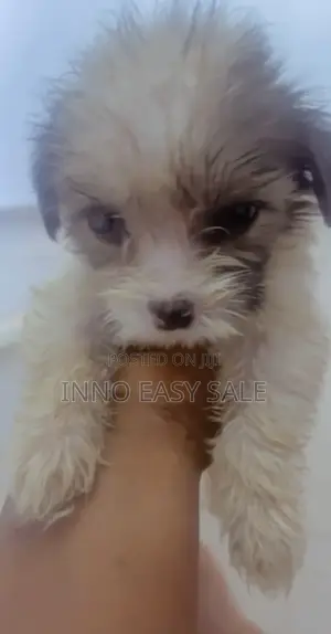 1-3 months Female Purebred Lhasa Apso