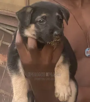 1-3 months Female Purebred German Shepherd