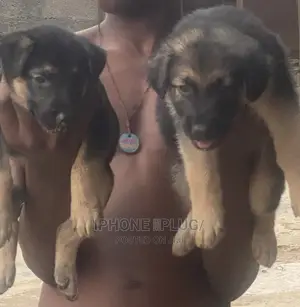 1-3 months Female Purebred German Shepherd