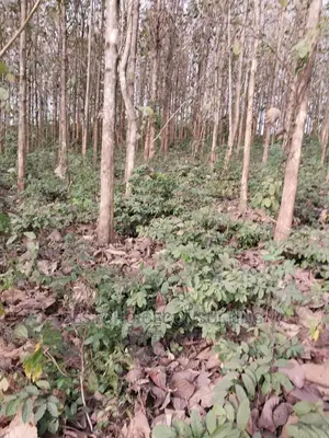 10,000pcs of Tick Trees for Sale