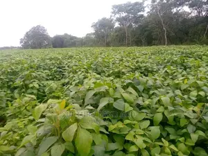 50 Acres of Land for Sale at a Very Good Location