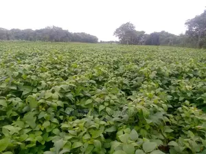 50 Acres of Land for Sale