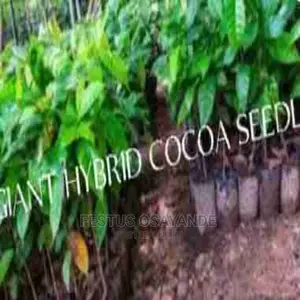 Hybrid Cocoa Seedlings