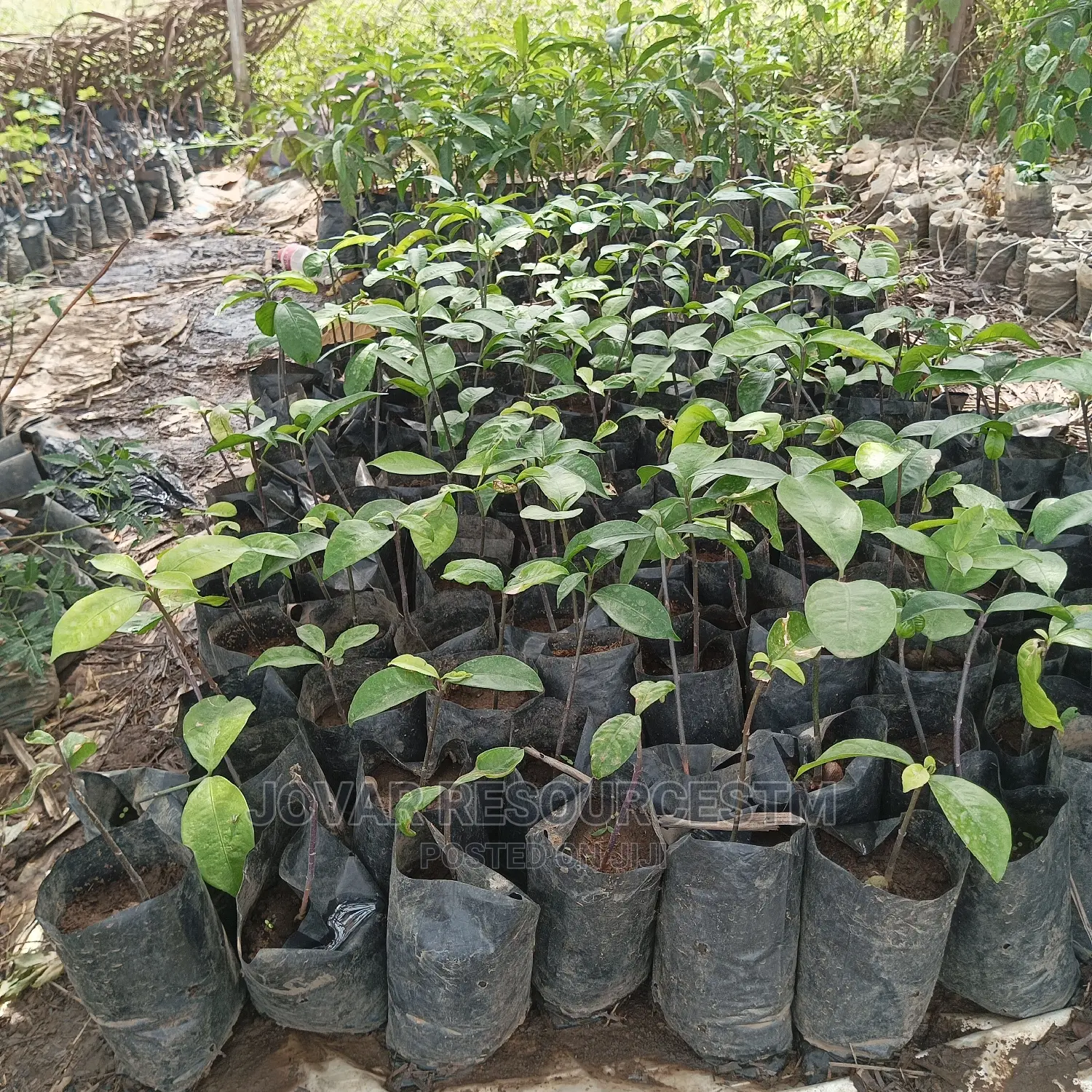 Best Bitter Kola Seedling