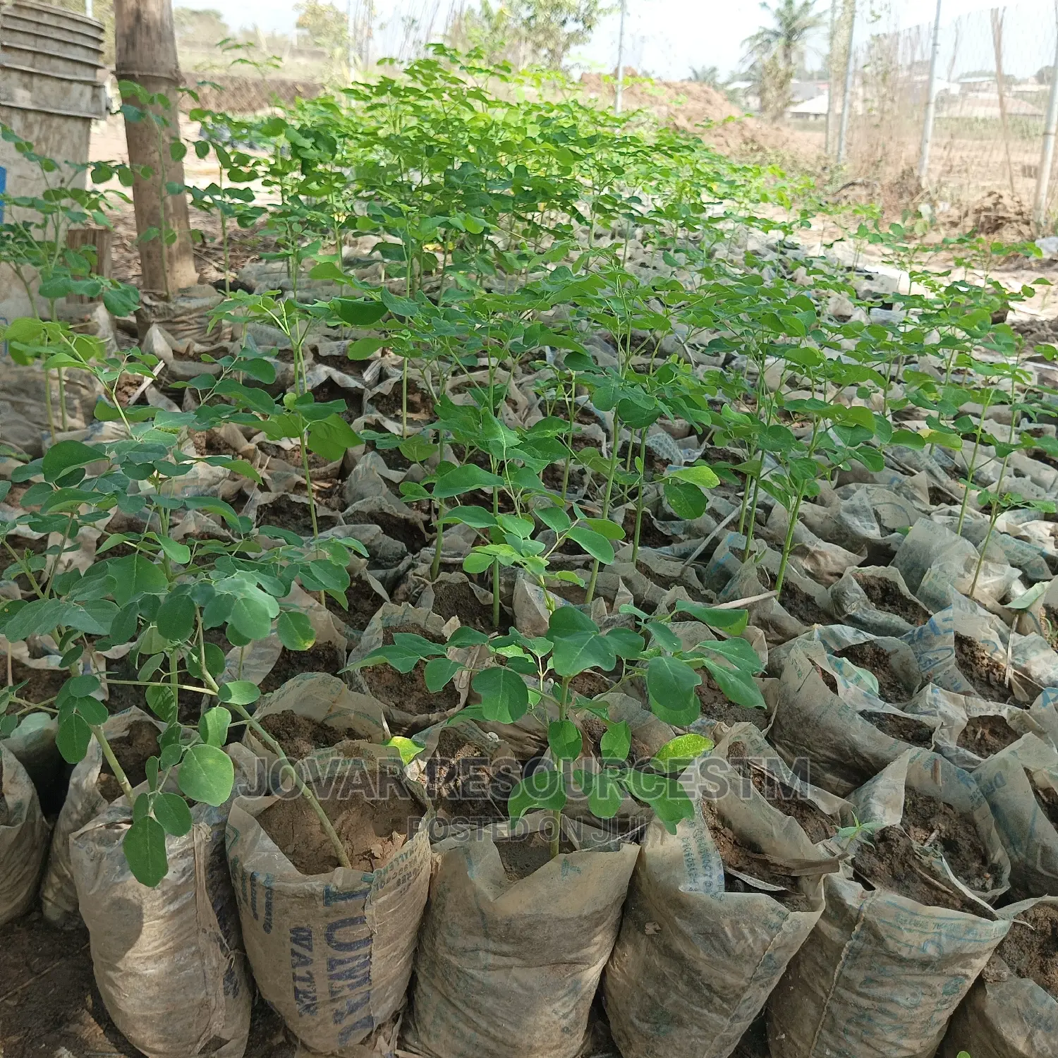 Best Moringa Seedlings (Seeds Also Available)